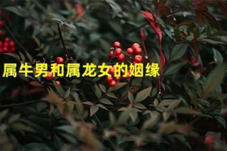 属牛会属龙相配吗 属牛与属龙的配对情况如何