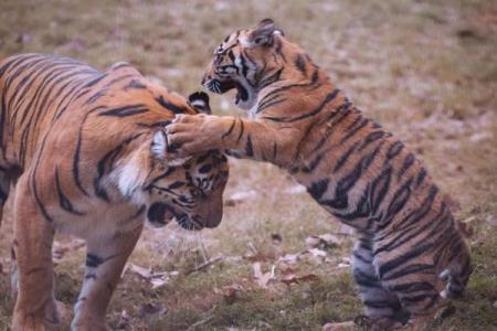 01年属蛇和属虎相配吗_2001年属蛇和属虎是否合适